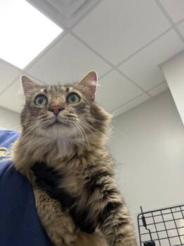 Rhino -  Domestic Medium Hair and Domestic Short Hair Cat Available for Adoption in Sevierville, Tennessee - Rhino | PetCurious