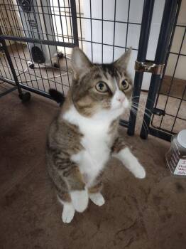Domestic Short Hair Cats Available for Adoption - Goose (formerly Cynthiana) | PetCurious