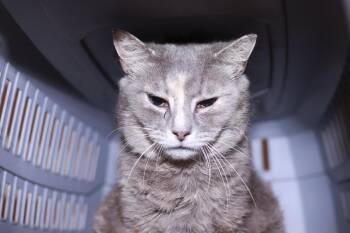 Magistrate -  Domestic Short Hair Cat for Adoption in Cleveland, Ohio - Magistrate | PetCurious