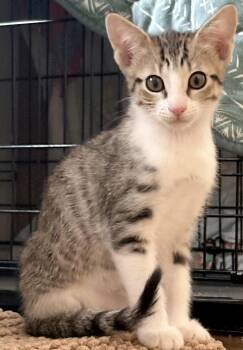 Chip -  Domestic Short Hair Cat Available for Adoption in Ventura, California - Chip | PetCurious