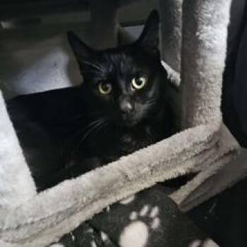 Domestic Short Hair Cats Available for Adoption - Villain | PetCurious