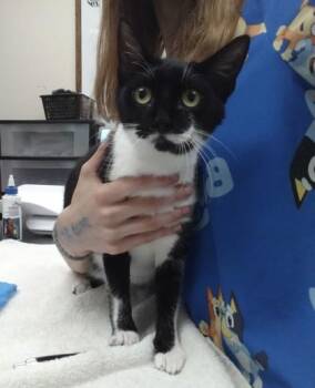 Domestic Short Hair Cats Available for Adoption in Palm Coast, Florida - Squash | PetCurious