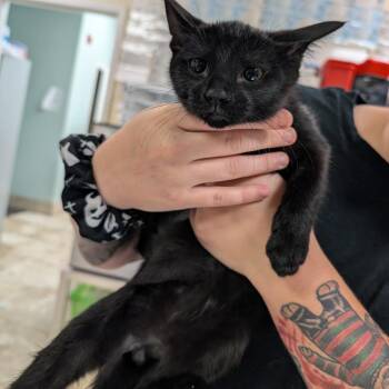 Grimace -  Domestic Short Hair Cat for Adoption in Titusville, Florida - Grimace | PetCurious