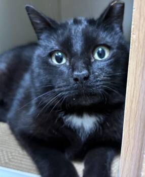 Domestic Short Hair Cats Available for Adoption - TOP HAT | PetCurious