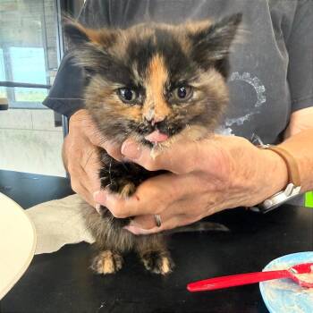 Guac -  Domestic Short Hair Cat for Adoption in Ponca City, Oklahoma - Guac | PetCurious