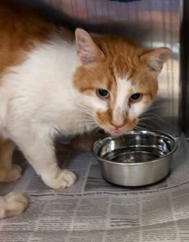 Nimbus -  Domestic Short Hair Cat for Adoption in Cincinnati, Ohio - Nimbus | PetCurious
