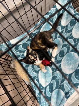 Tabitha -  Domestic Short Hair Cat for Adoption in Yakima, Washington - Tabitha | PetCurious