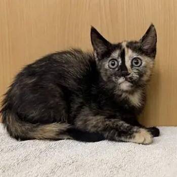 Carrie -  Domestic Short Hair Cat for Adoption in Brentwood, Missouri - Carrie | PetCurious