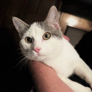 Rescue Domestic Short Hair Cats for Adoption in Portage, Michigan - Caramel | PetCurious