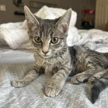 Rescue Domestic Medium Hair Cats for Adoption in Liverpool, Texas - Beamer | PetCurious