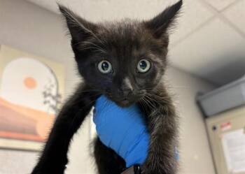 SAMANTHA -  Domestic Short Hair Cat for Adoption in Kent, Washington - SAMANTHA | PetCurious