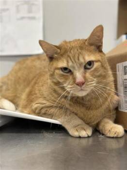 Quarter Pounder -  Domestic Short Hair Cat for Adoption in West Chester, Pennsylvania - Quarter Pounder | PetCurious