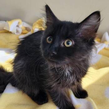 Pebbles -  Domestic Medium Hair Cat for Adoption in Grand Island, Nebraska - Pebbles | PetCurious