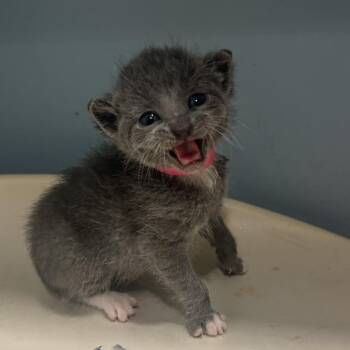 Domestic Short Hair Cats Available for Adoption in Chattanooga, Tennessee - Takis | PetCurious