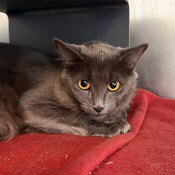 Dodo -  Domestic Medium Hair Cat for Adoption in Chicago, Illinois - Dodo | PetCurious