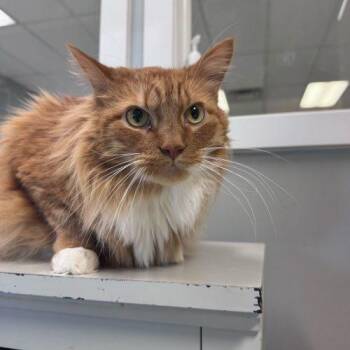 Bourbon -  Domestic Long Hair Cat for Adoption in Toms River, New Jersey - Bourbon | PetCurious