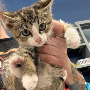 Domestic Short Hair Cats Available for Adoption in Summerlee, West Virginia - Yzma | PetCurious