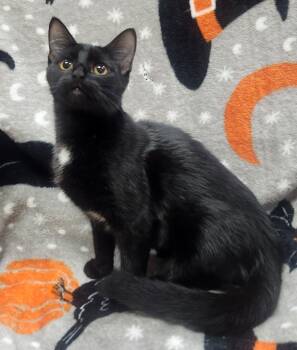 Rescue Domestic Short Hair Cats for Adoption in Little Rock, Arkansas - Black Olive | PetCurious