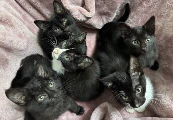 Rescue Domestic Medium Hair Cats for Adoption in Pottsboro, Texas - Poppy | PetCurious