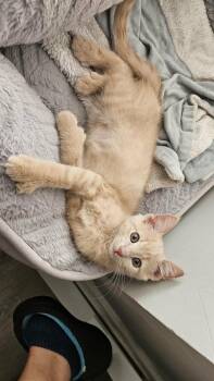 Toebias -  Domestic Short Hair Cat for Adoption in Chicago, Illinois - Toebias | PetCurious
