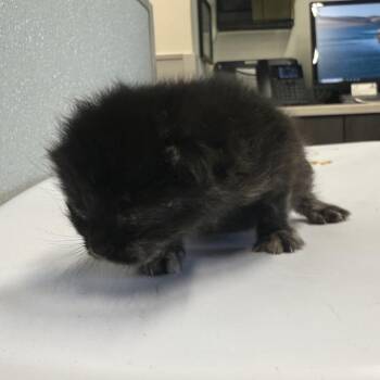 Toph -  Domestic Short Hair Cat for Adoption in Tampa, Florida - Toph | PetCurious
