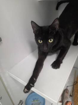 Logic -  Domestic Short Hair Cat for Adoption in INDN HBR BCH, Florida - Logic | PetCurious