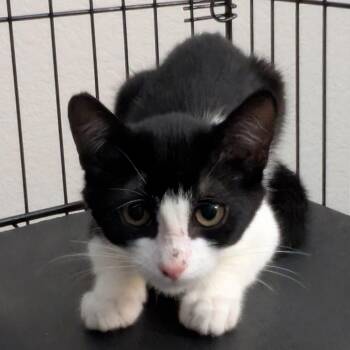 Gander -  Domestic Short Hair Cat for Adoption in Long Beach, California - Gander | PetCurious