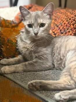 Molly Muffet -  Domestic Short Hair Cat for Adoption in Mokena, Illinois - Molly Muffet | PetCurious