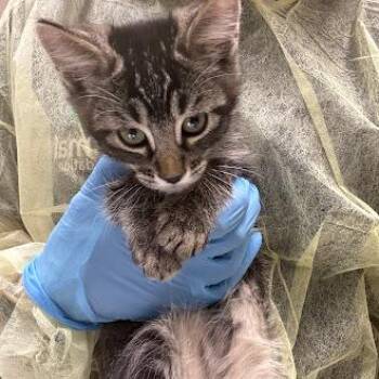 MUTA -  Domestic Short Hair Cat for Adoption in Las Vegas, Nevada - MUTA | PetCurious