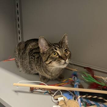 Me-Mow -  Domestic Short Hair Cat for Adoption in Hillsboro, Missouri - Me-Mow | PetCurious