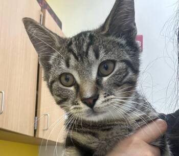 Eeyore -  Domestic Short Hair Cat for Adoption in Raleigh, North Carolina - Eeyore | PetCurious