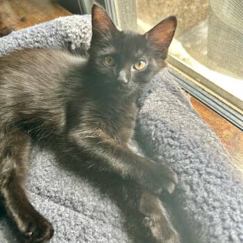 Marley -  Domestic Short Hair Cat for Adoption in San Antonio, Texas - Marley | PetCurious