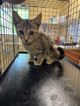 Domestic Short Hair Cats Available for Adoption in Fort Myers, Florida - LEXI | PetCurious