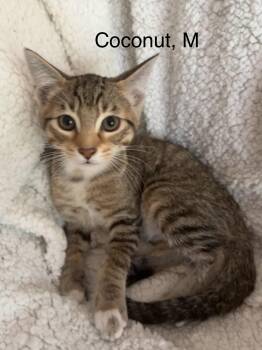 Rescue Tabby Cats for Adoption in Nacogdoches, Texas - COCONUT | PetCurious