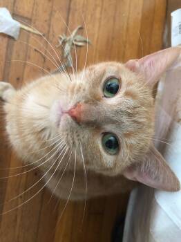 Rescue American Shorthair Cats for Adoption in Mound, Minnesota - Peaches | PetCurious