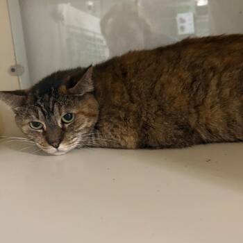 Moxie -  Domestic Short Hair Cat for Adoption in Tulsa, Oklahoma - Moxie | PetCurious