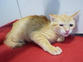 HERCULES (GARDEN CAT) -  Domestic Short Hair Cat for Adoption in Sacramento, California - HERCULES (GARDEN CAT) | PetCurious