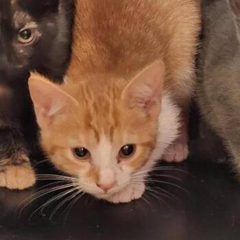 Morgan -  Domestic Short Hair Cat for Adoption in New Fairfield, Connecticut - Morgan | PetCurious