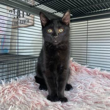 Rescue Domestic Short Hair Cats for Adoption in Springfield, Ohio - Tater | PetCurious