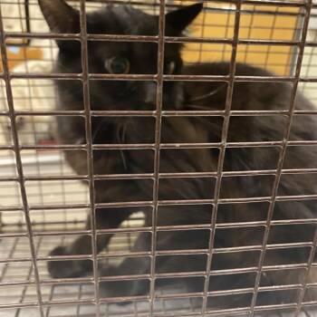 A614670 -  Domestic Long Hair Cat for Adoption in Modesto, California - A614670 | PetCurious