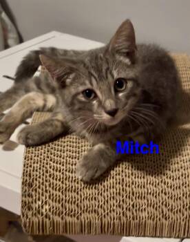 Rescue Tabby Cats for Adoption in Casselberry, Florida - Mitch | PetCurious