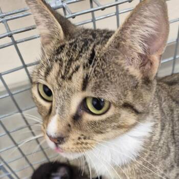 TNVR -  Domestic Short Hair Cat for Adoption in Lake Panasoffkee, Florida - TNVR | PetCurious