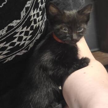 Julia -  Domestic Short Hair Cat for Adoption in Madison, Wisconsin - Julia | PetCurious
