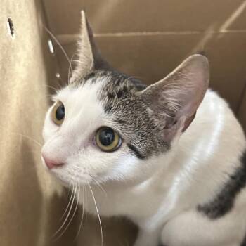 Thelma -  Domestic Short Hair Cat for Adoption in Newark, New Jersey - Thelma | PetCurious