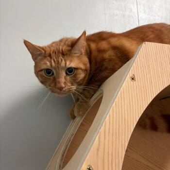 American Shorthair Cats Available for Adoption in Greenfield, Indiana - Tigger | PetCurious