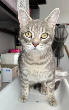 Domestic Short Hair Cats Available for Adoption in Salt Lake City, Utah - *Gigi* | PetCurious