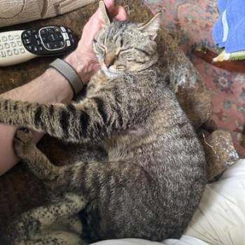 Domestic Short Hair Cats Available for Adoption in Liverpool, Texas - Frank | PetCurious