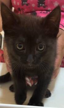 Domestic Short Hair Cats Available for Adoption in Elizabethton, Tennessee - PARIS | PetCurious