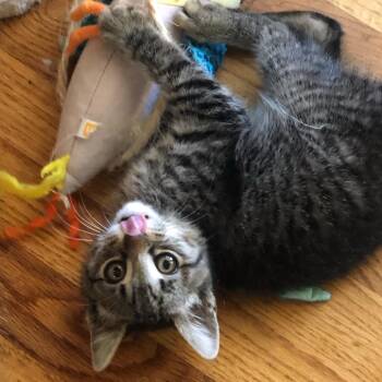 Carl -  Domestic Short Hair Cat for Adoption in Sunnyvale, California - Carl | PetCurious