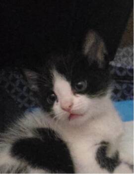 Poe BONDED with Oliver Hocus Pocus litter -  Tuxedo Cat for Adoption in Anthem, Arizona - Poe BONDED With Oliver Hocus Pocus Litter | PetCurious